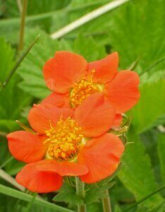 Geum chiloense Mrs Bradshaw – Benoîte rouge - Fleurs