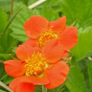 Geum chiloense Mrs Bradshaw – Benoîte rouge - Fleurs