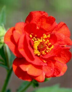 Geum chiloense Mrs Bradshaw – Benoîte rouge - Fleur en gros plan