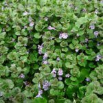 Glechoma hederacea – Lierre terrestre - Vue d'ensemble