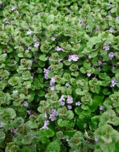 Glechoma hederacea – Lierre terrestre - Vue d'ensemble