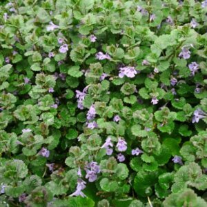 Glechoma hederacea – Lierre terrestre - Vue d'ensemble