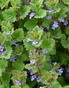 Glechoma hederacea – Lierre terrestre - Fleurs