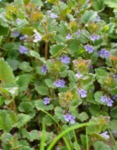 Glechoma hederacea – Lierre terrestre - Fleurs et feuillage