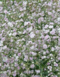 Gypsophila paniculata Bristol Fairy – Gypsophile - Vue d'ensemble
