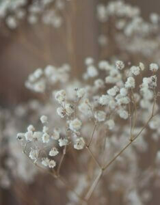Gypsophila paniculata Bristol Fairy – Gypsophile - Fleurs
