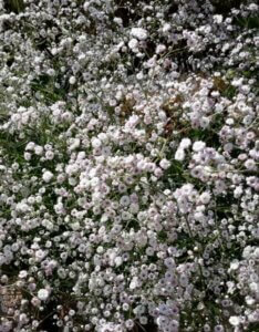 Gypsophila paniculata Bristol Fairy – Gypsophile - Vue d'ensemble