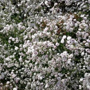 Gypsophila paniculata Bristol Fairy – Gypsophile - Vue d'ensemble