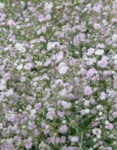Gypsophila paniculata Bristol Fairy – Gypsophile - Vue d'ensemble