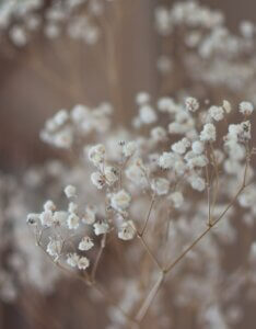 Gypsophila paniculata Bristol Fairy – Gypsophile - Fleurs