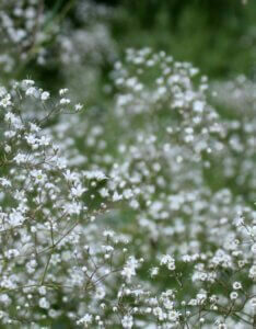 Gypsophila paniculata Schneeflocke – Gypsophile - Fleurs