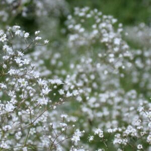 Gypsophila paniculata Schneeflocke – Gypsophile - Fleurs