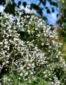 Gypsophila paniculata Schneeflocke – Gypsophile - Fleurs