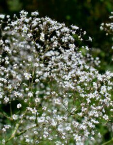 Gypsophila paniculata Schneeflocke – Gypsophile - Vue d'ensemble