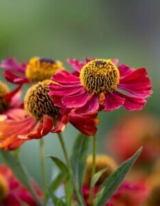Helenium Rubinzwerg – Hélénie - Fleurs en gros plan