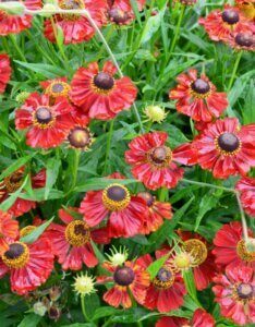 Helenium Rubinzwerg – Hélénie - Vue d'ensemble