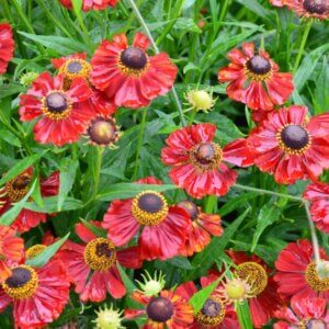Helenium Rubinzwerg – Hélénie - Vue d'ensemble