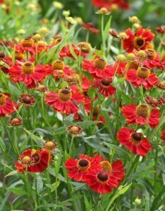 Helenium Rubinzwerg – Hélénie - Vue d'ensemble