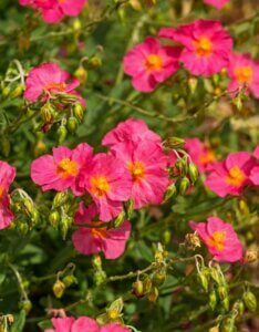 Helianthemum Ben Hope – Hélianthème - Fleurs
