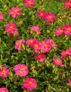 Helianthemum Ben Hope – Hélianthème - Vue d'ensemble