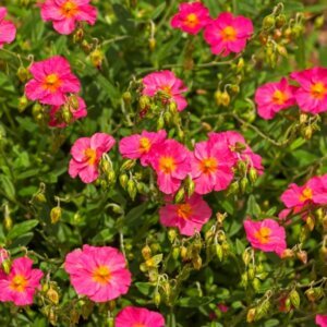 Helianthemum Ben Hope – Hélianthème - Vue d'ensemble