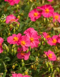 Helianthemum Ben Hope – Hélianthème - Fleurs