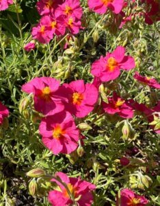 Helianthemum Ben Hope – Hélianthème - Fleurs