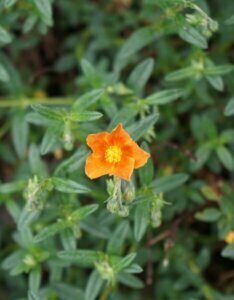 Helianthemum Bronzeteppich – Hélianthème - Fleur en gros plan