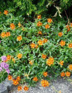 Helianthemum Bronzeteppich – Hélianthème - Vue d'ensemble