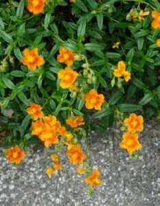 Helianthemum Bronzeteppich – Hélianthème - Fleurs