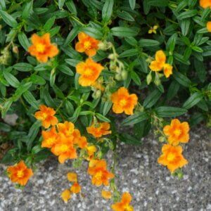 Helianthemum Bronzeteppich – Hélianthème - Fleurs