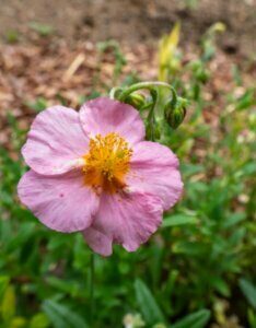 Helianthemum Lawrenson Pink – Hélianthème - Fleur en gros plan