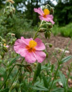 Helianthemum Lawrenson Pink – Hélianthème - Fleur et bourgeon