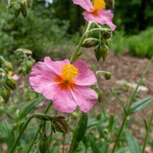Helianthemum Lawrenson Pink – Hélianthème - Fleur et bourgeon