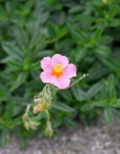 Helianthemum Lawrenson Pink – Hélianthème - Fleur