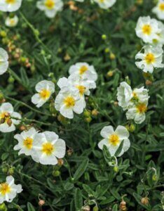 Helianthemum The Bride – Hélianthème - Vue d'ensemble