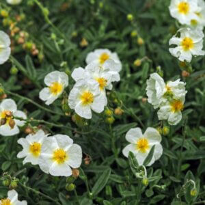 Helianthemum The Bride – Hélianthème - Vue d'ensemble