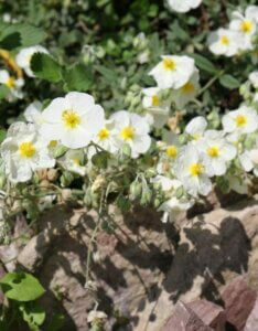 Helianthemum The Bride – Hélianthème - Vue d'ensemble