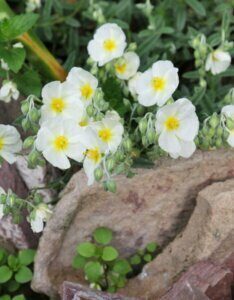 Helianthemum The Bride – Hélianthème - Fleurs