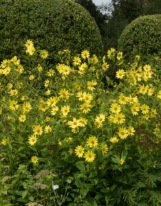 Helianthus Lemon Queen – Tournesol vivace - Vue d'ensemble