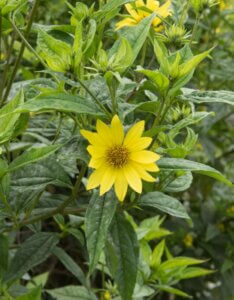 Helianthus Lemon Queen – Tournesol vivace - Fleur en gros plan