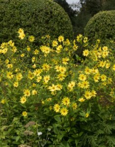 Helianthus Lemon Queen – Tournesol vivace - Vue d'ensemble