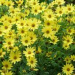 Helianthus Lemon Queen – Tournesol vivace - Fleurs