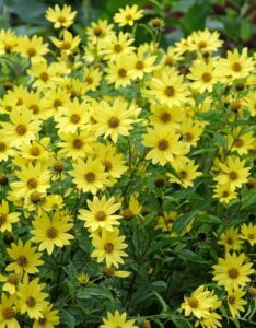 Helianthus Lemon Queen – Tournesol vivace - Fleurs