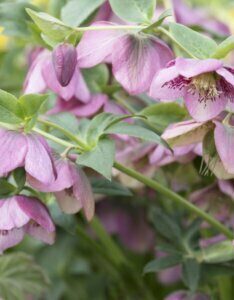 Helleborus orientalis – Hellébore de Lenten - Fleurs