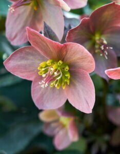 Helleborus orientalis – Hellébore de Lenten - Fleur en gros plan
