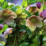 Helleborus orientalis – Hellébore de Lenten - Fleurs