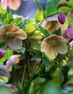 Helleborus orientalis – Hellébore de Lenten - Fleurs