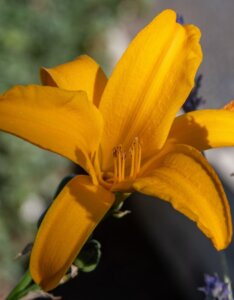 Hemerocallis Aten – Hémérocalle - Fleur en gros plan