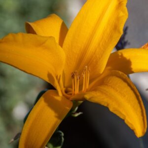 Hemerocallis Aten – Hémérocalle - Fleur en gros plan
